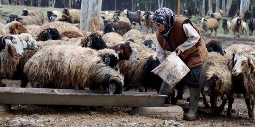 Hayvanları depremde öldü, devlet destek verdi: Sayılarını 3 yılda 2 kat artırdı 1